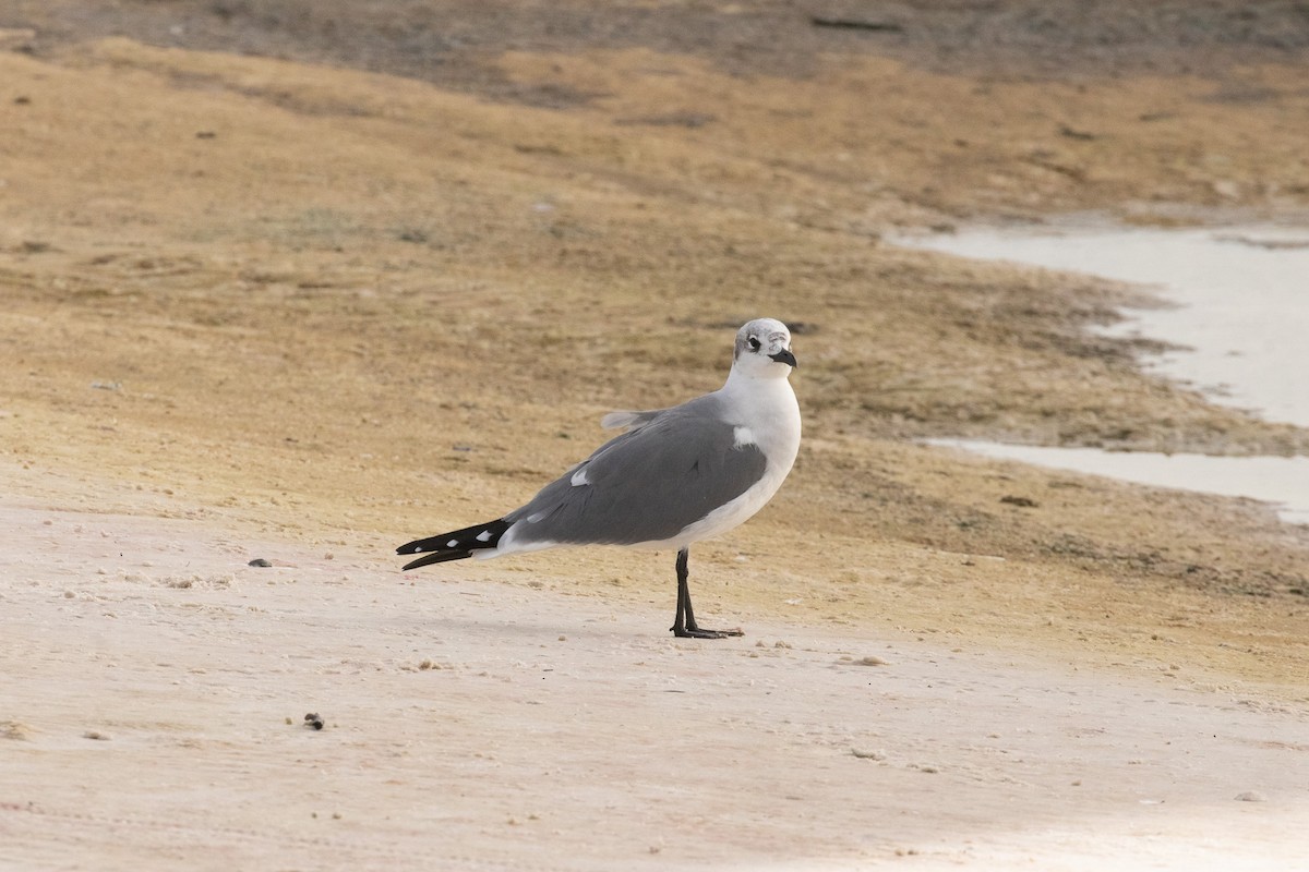 Gülen Martı - ML646680978