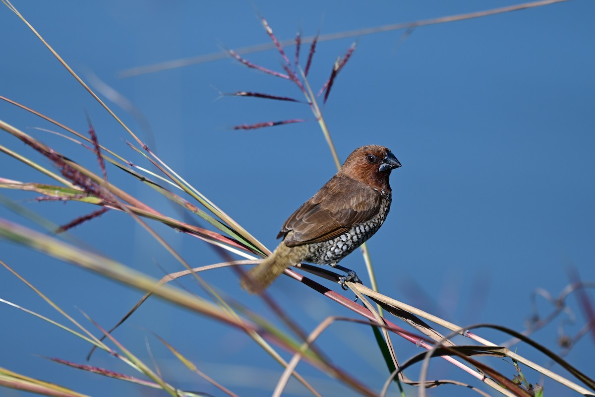 Мунія іржаста - ML646680981