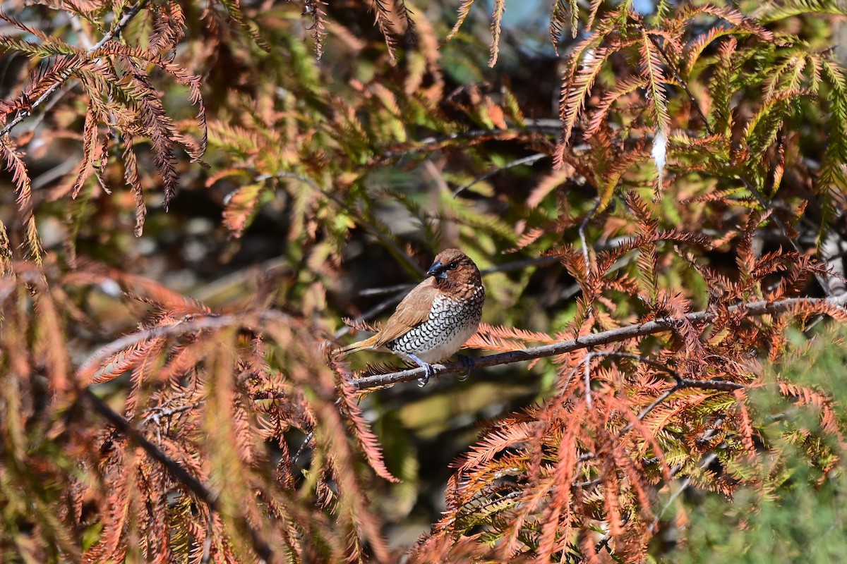 Мунія іржаста - ML646680982