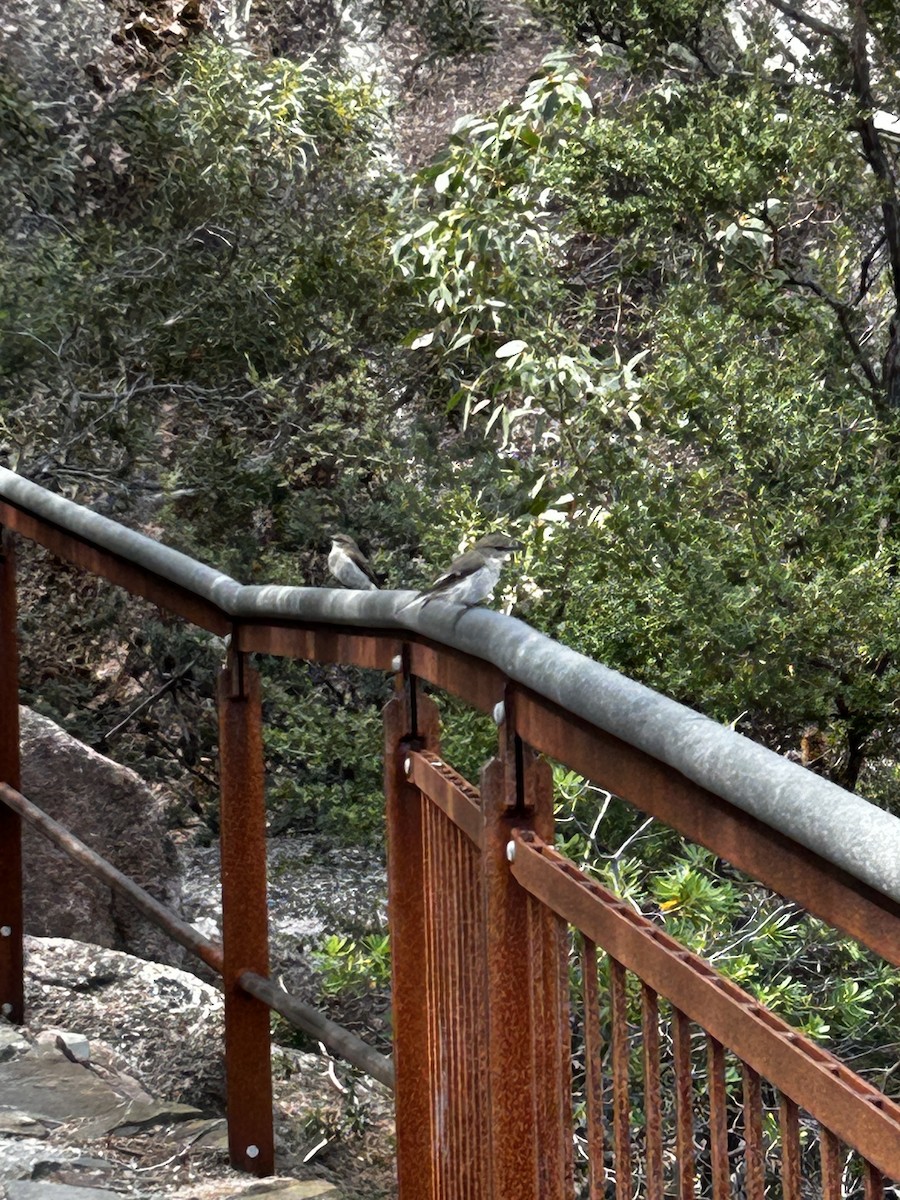 Dusky Robin - ML646680983