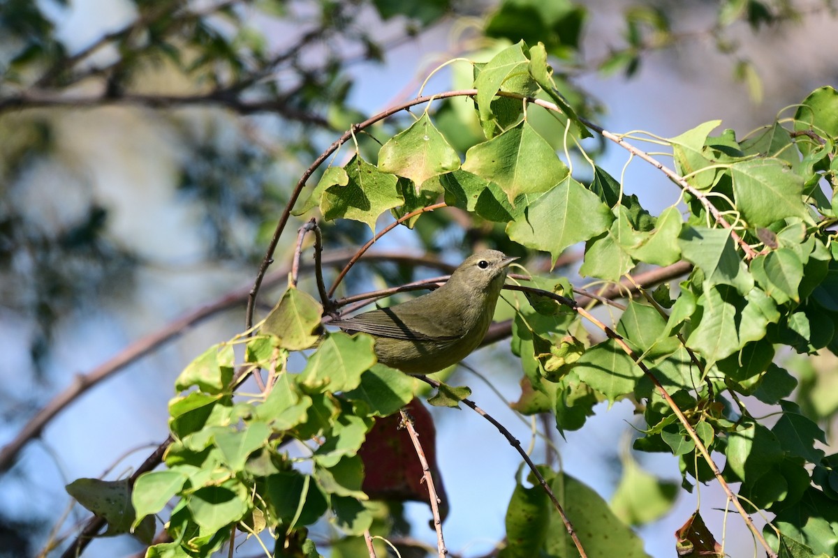 Reinita Coroninaranja - ML646680991