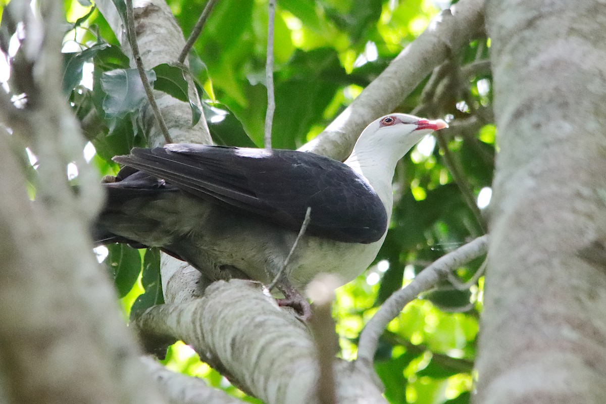 White-headed Pigeon - ML646680993