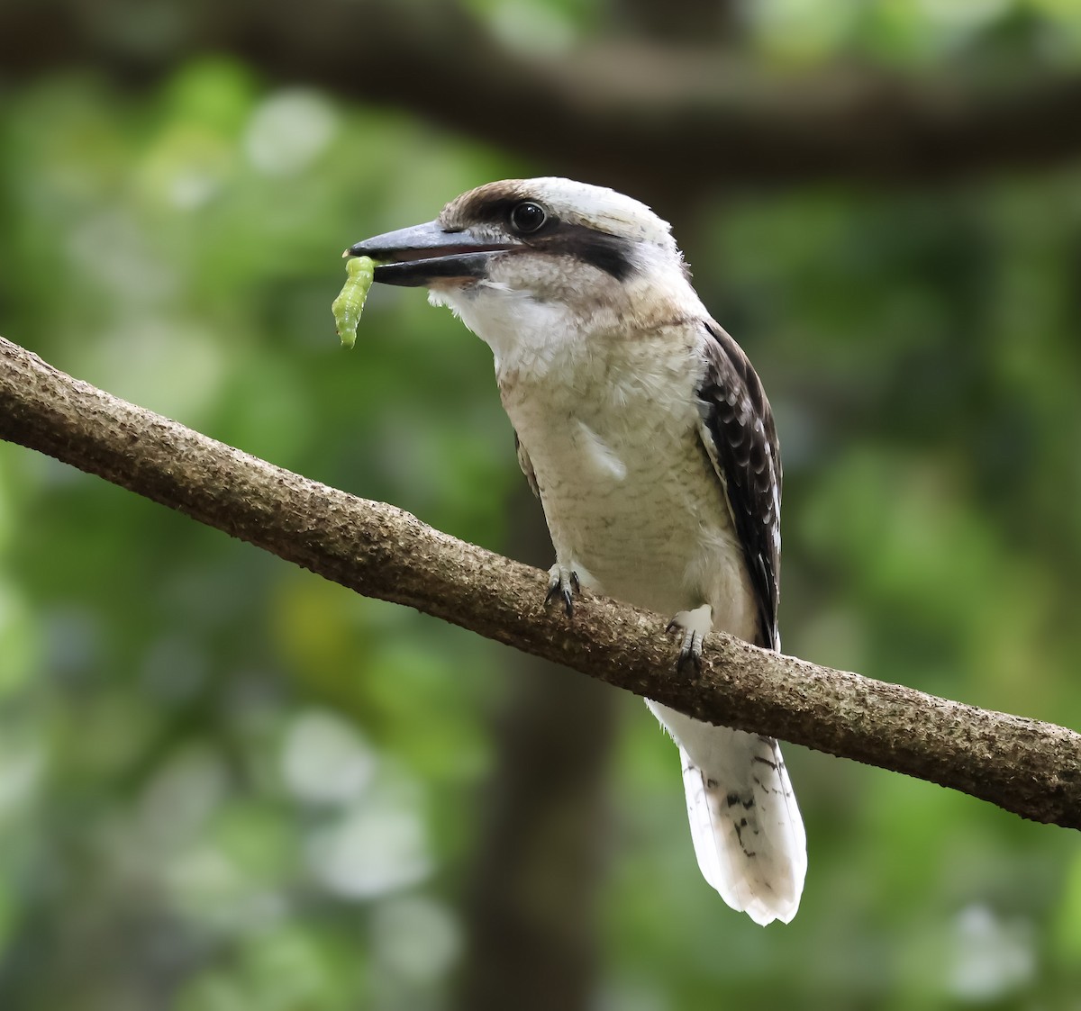 Laughing Kookaburra - ML646680994
