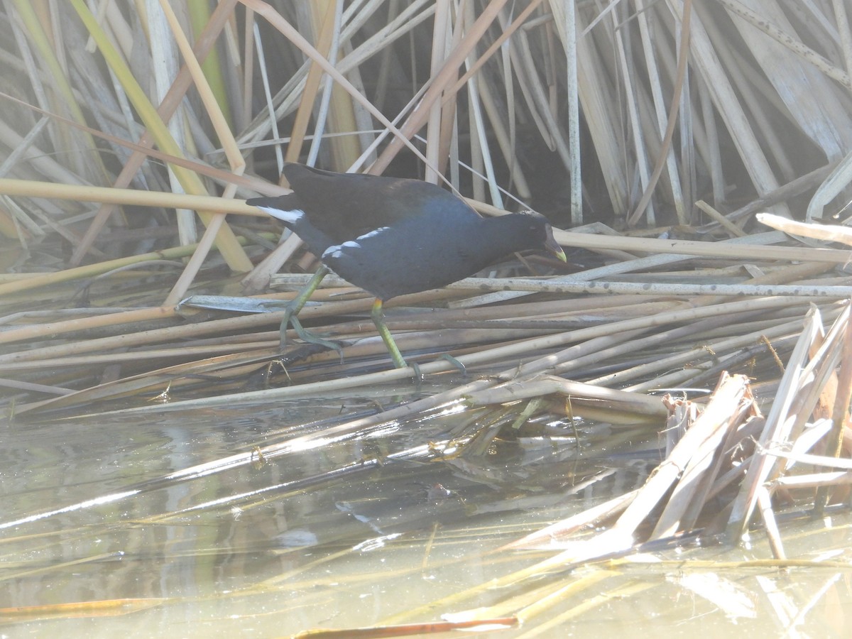 slípka americká - ML646680995