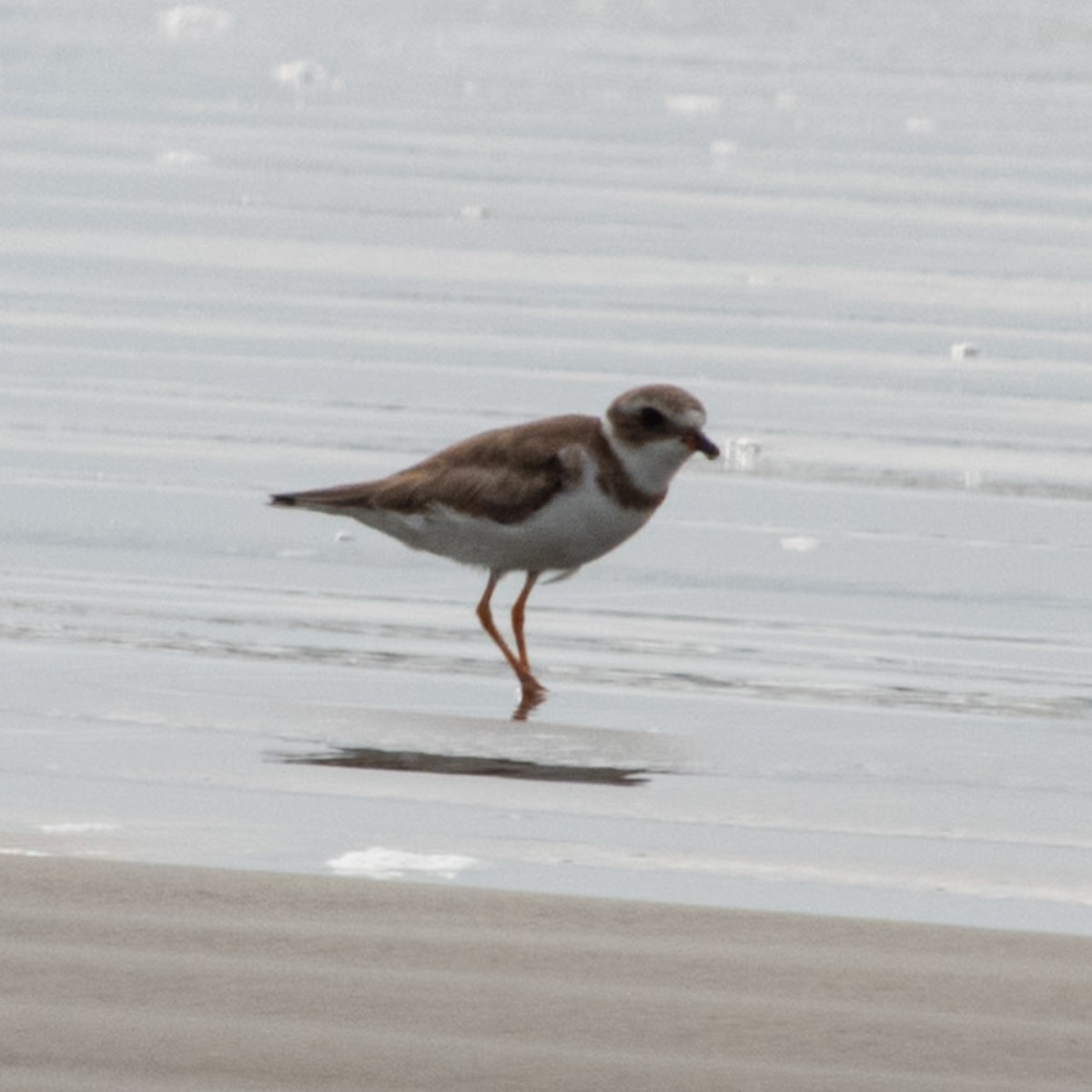 Semipalmated Plover - ML646680996