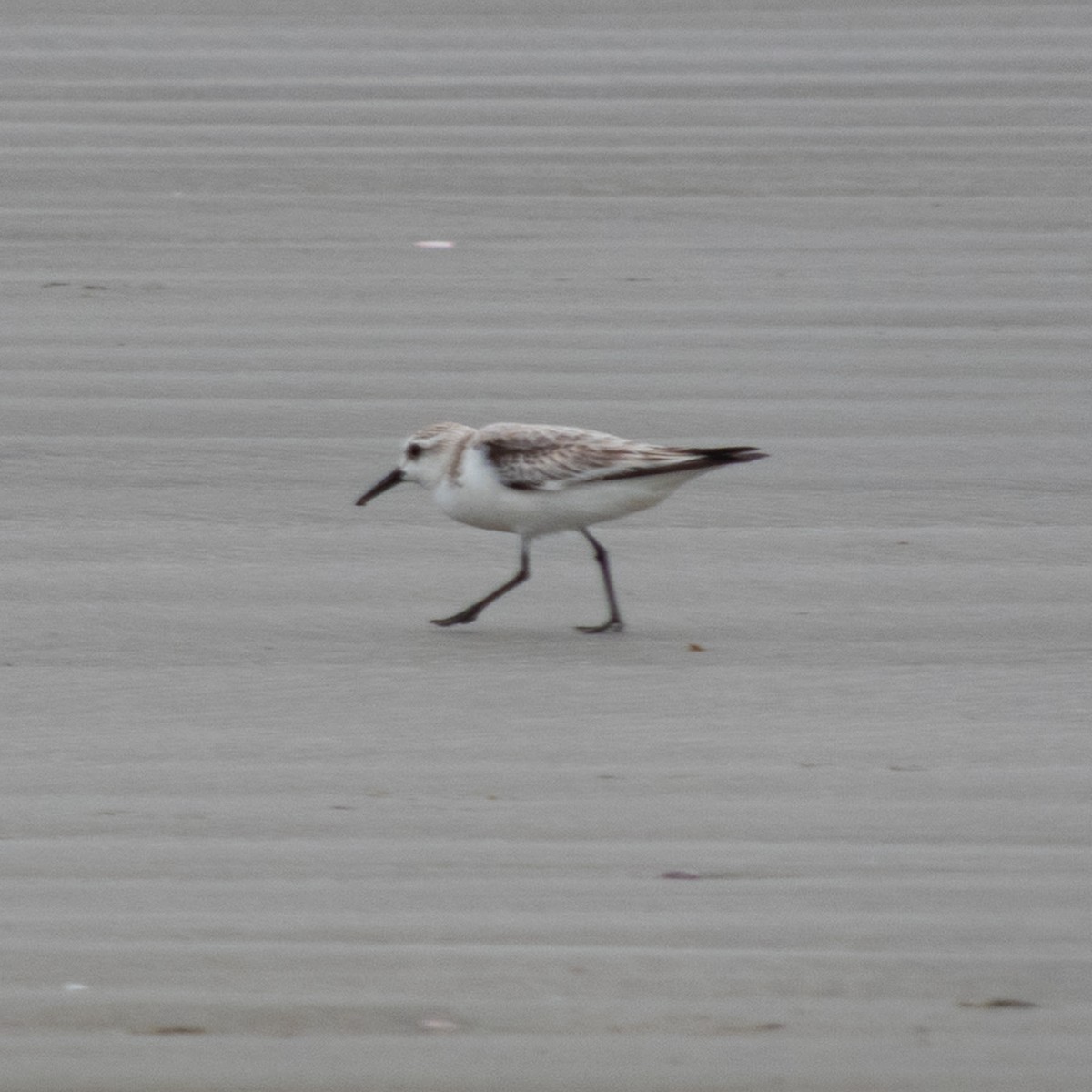 三趾濱鷸 - ML646680997