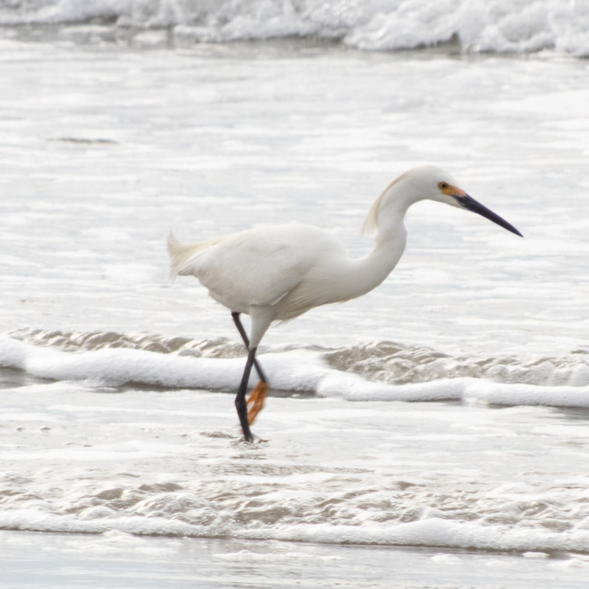 Snowy Egret - ML646680998