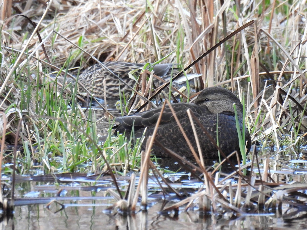American Black Duck - ML646681000
