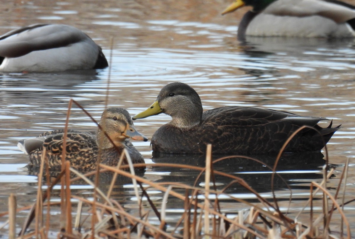 American Black Duck - ML646681002