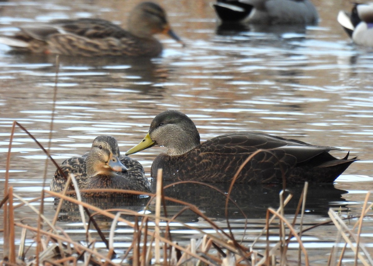 American Black Duck - ML646681003