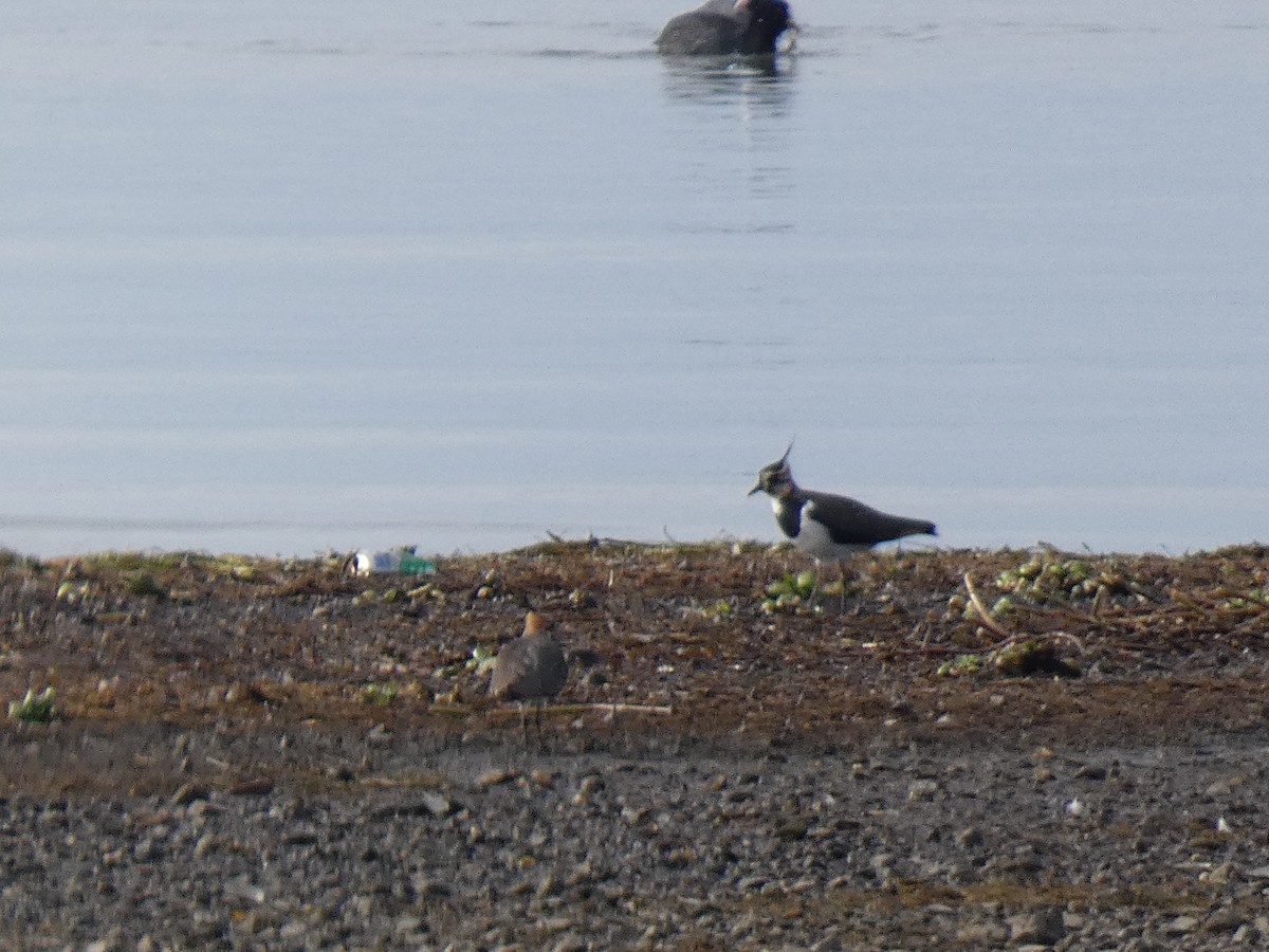 Чайка чубата - ML646681004