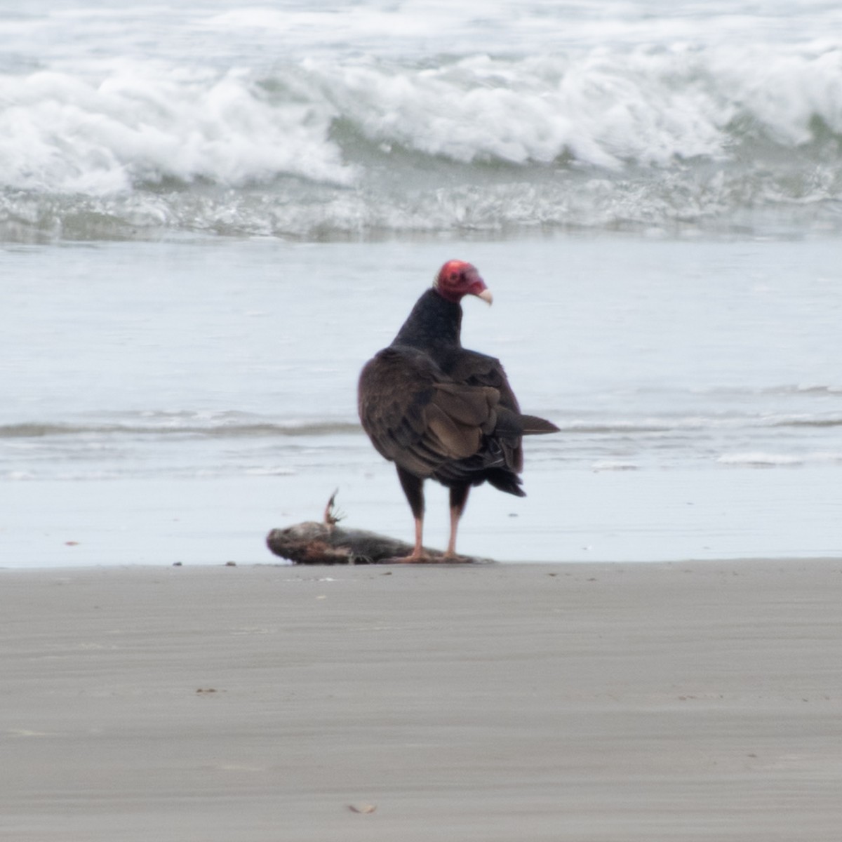 Turkey Vulture - ML646681006