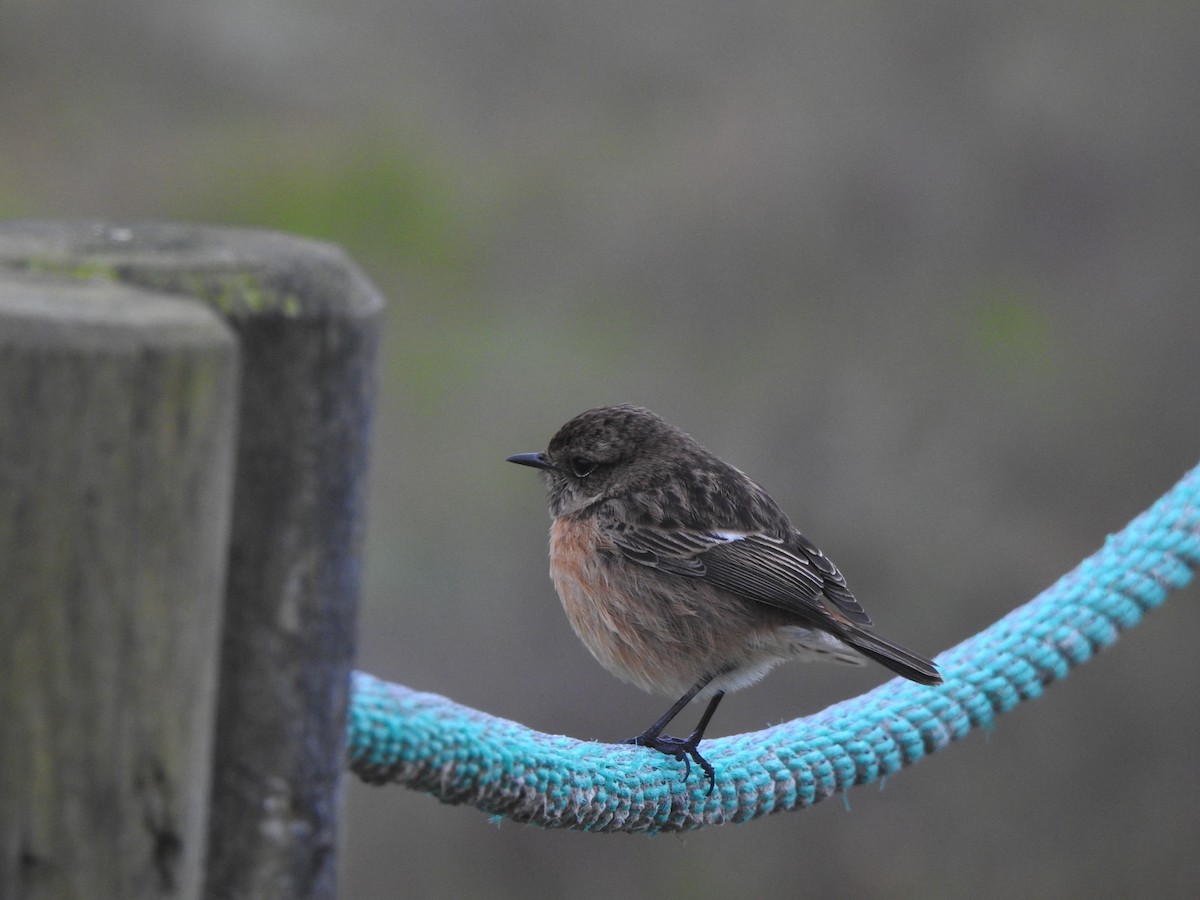 European Stonechat - ML646681007