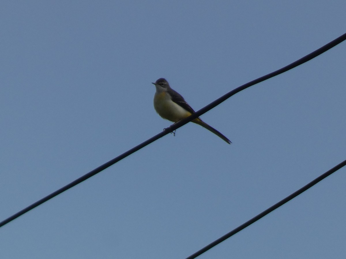 Плиска гірська - ML646681009