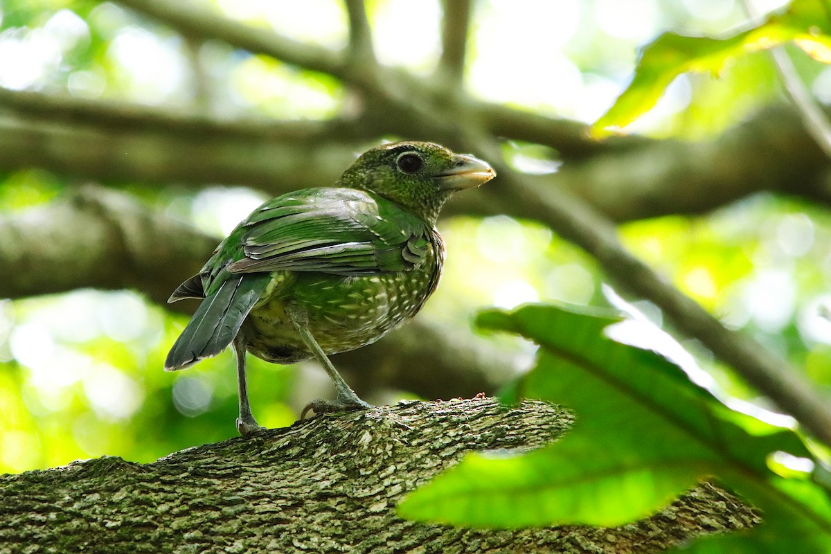 Green Catbird - ML646681010