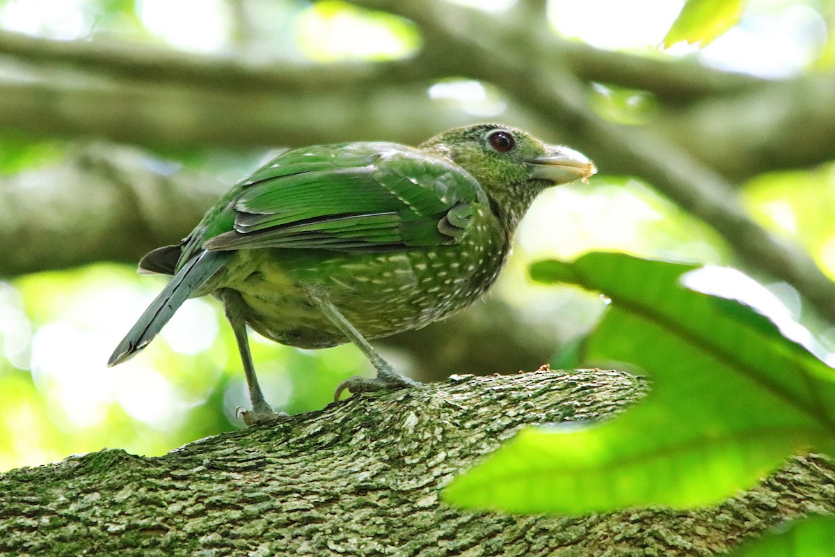 Green Catbird - ML646681011