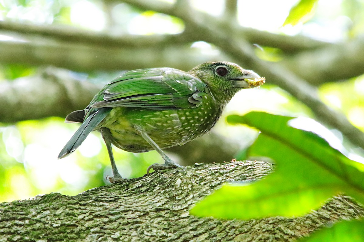 Green Catbird - ML646681012