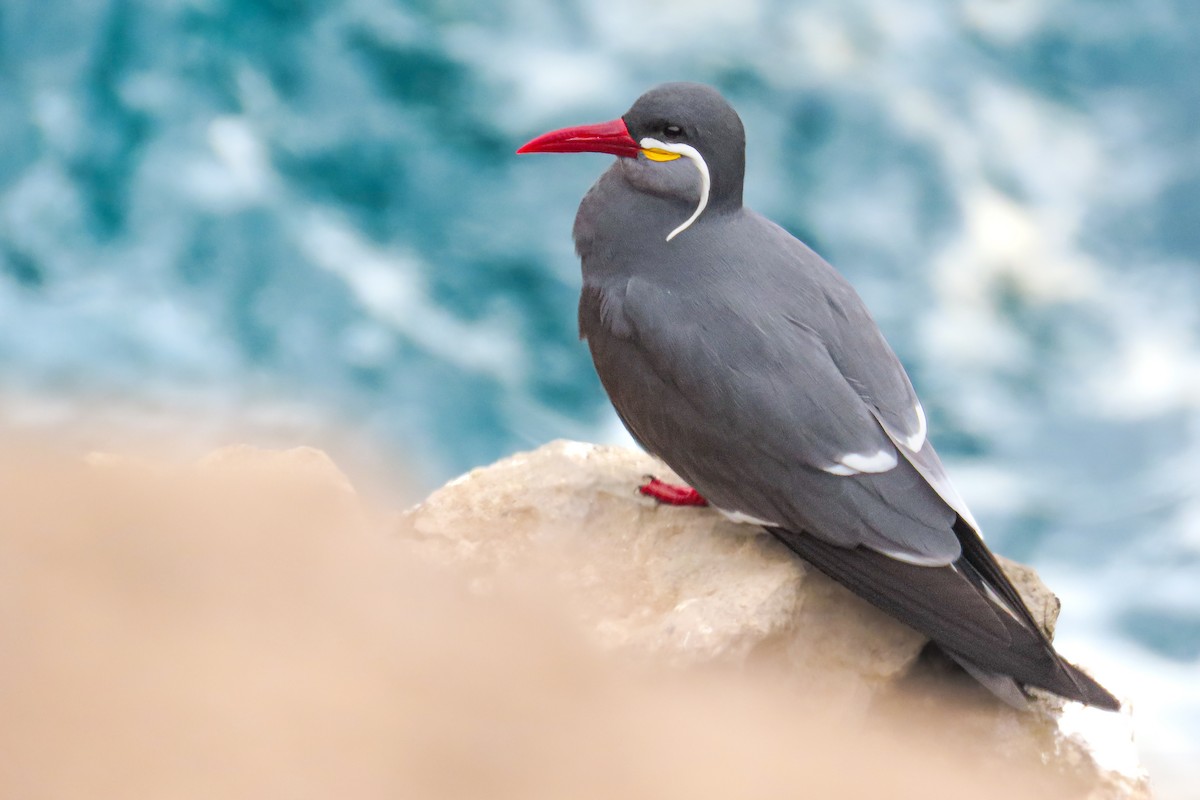 Крячок-інка - ML646681013