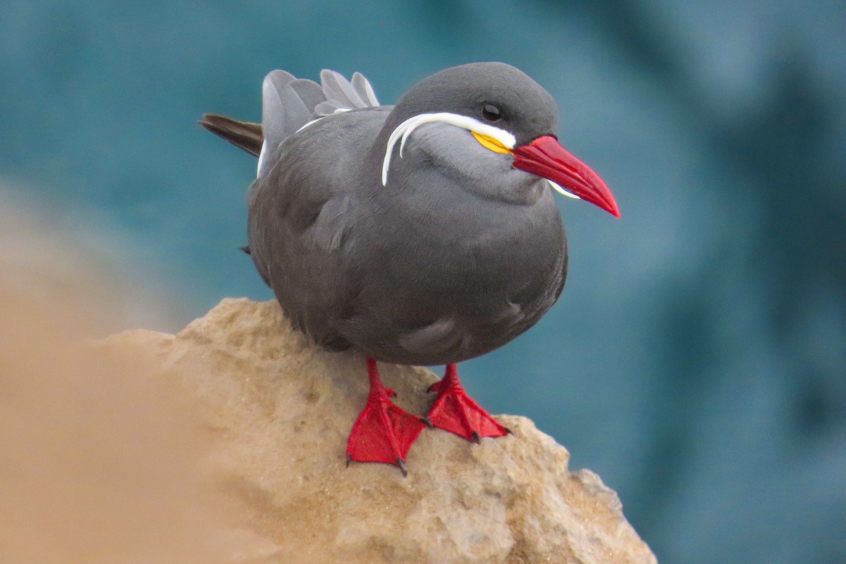 Крячок-інка - ML646681014