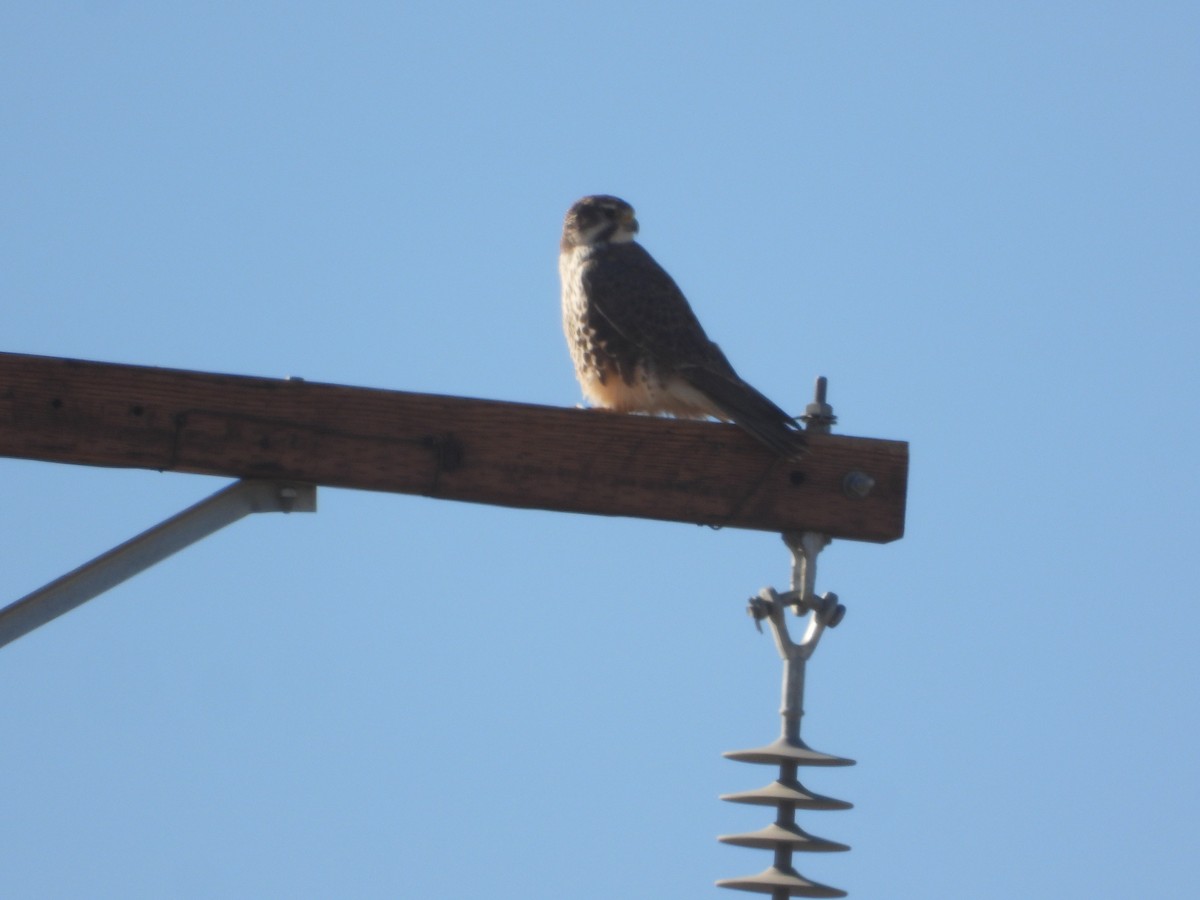 raroh prériový - ML646681015