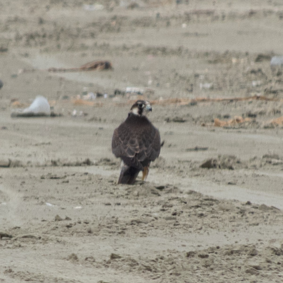 遊隼 - ML646681016