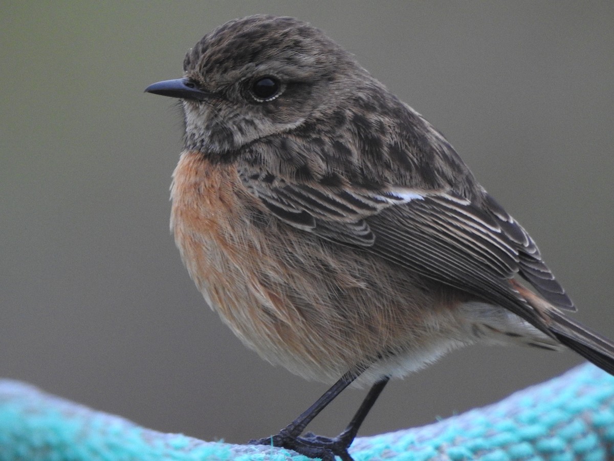 European Stonechat - ML646681017