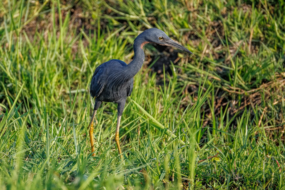 Slaty Egret - ML646681020