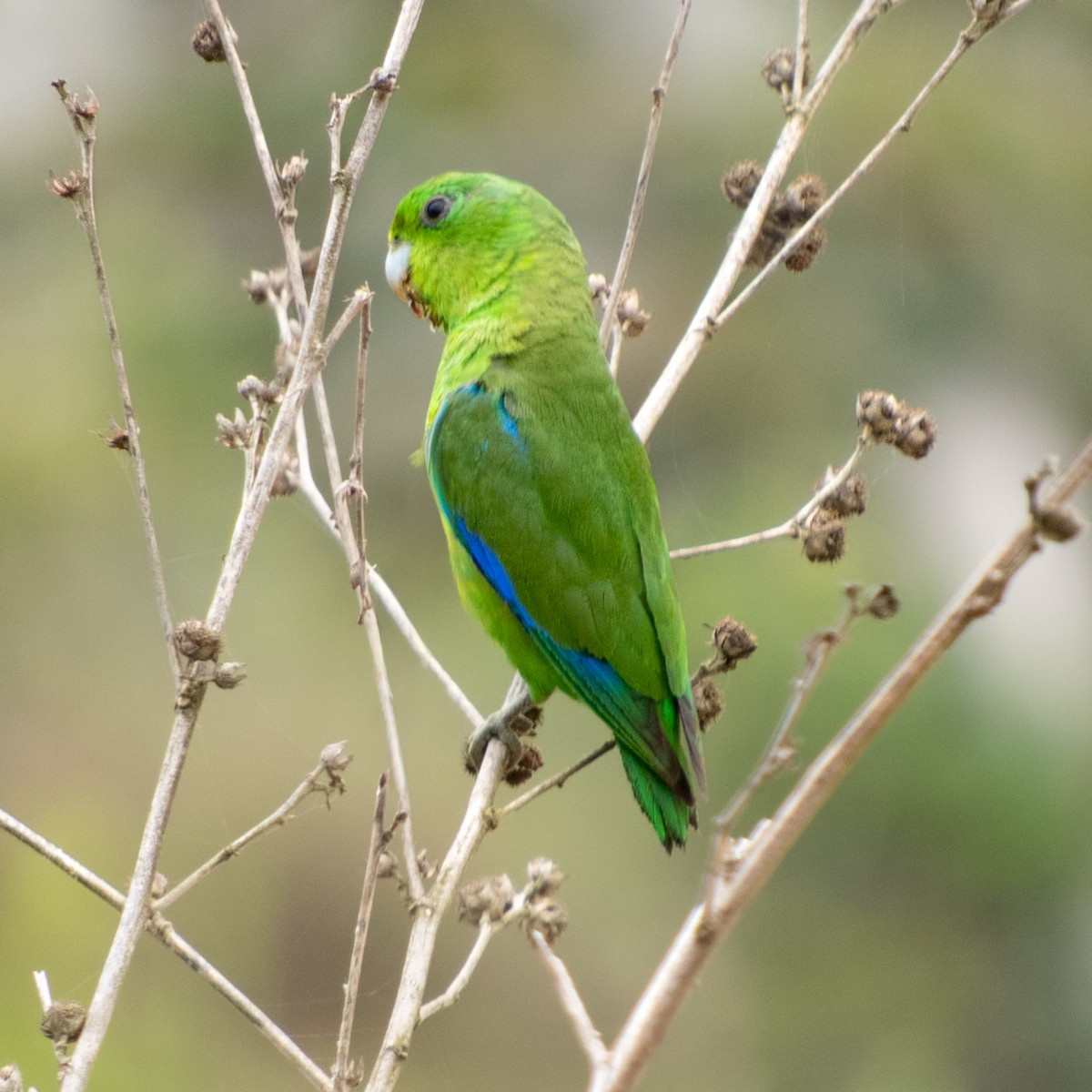 Cobalt-rumped Parrotlet - ML646681021