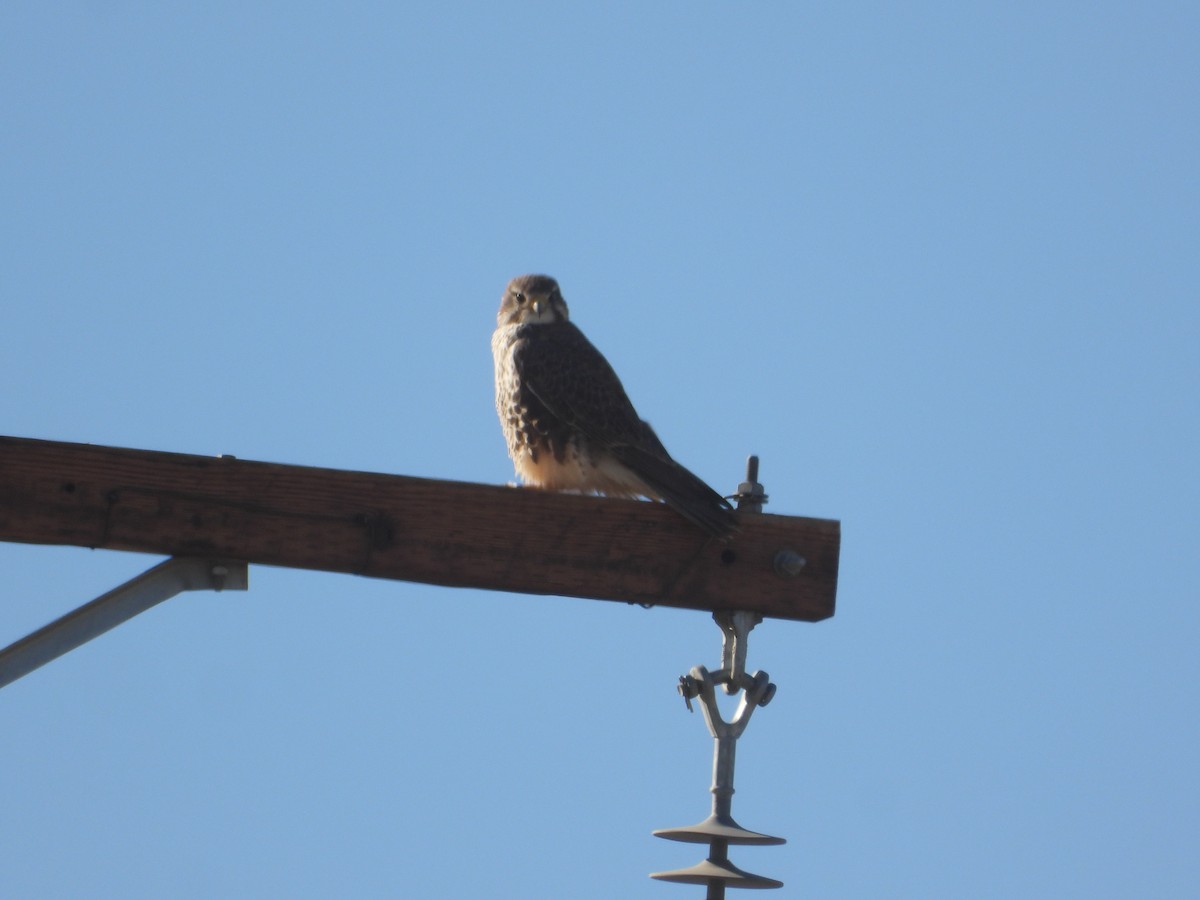 raroh prériový - ML646681025