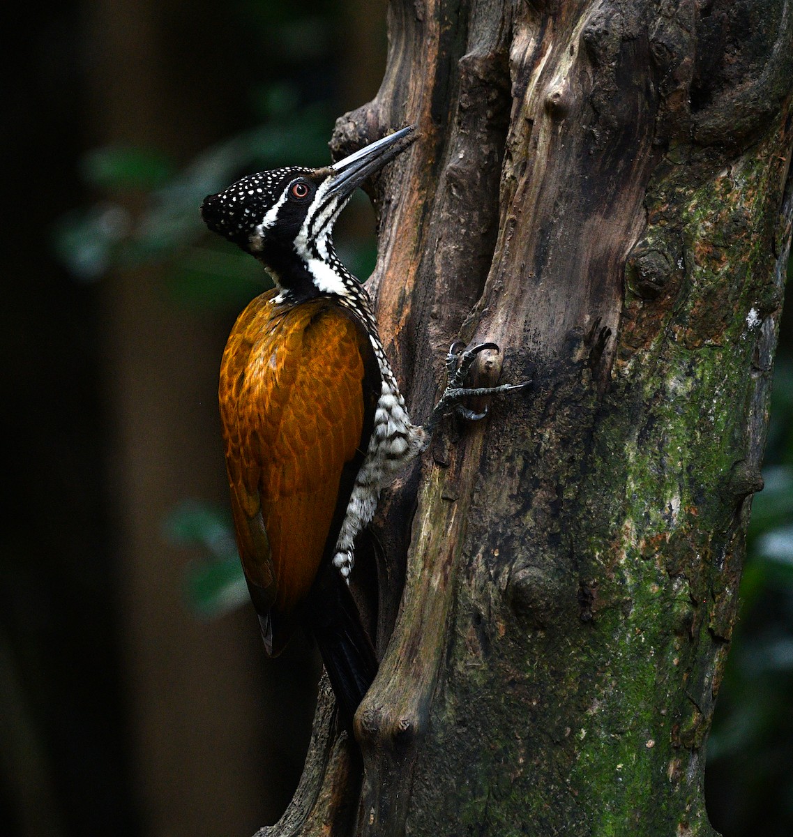 Дзьобак індокитайський - ML646681026