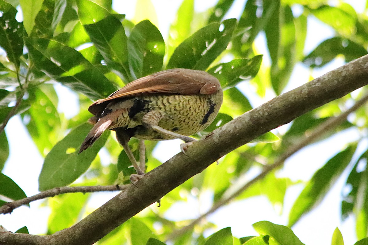 Regent Bowerbird - ML646681027