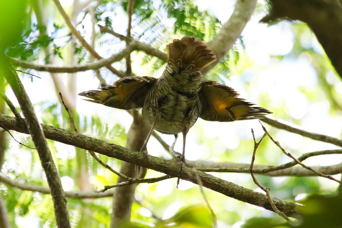 Regent Bowerbird - ML646681028