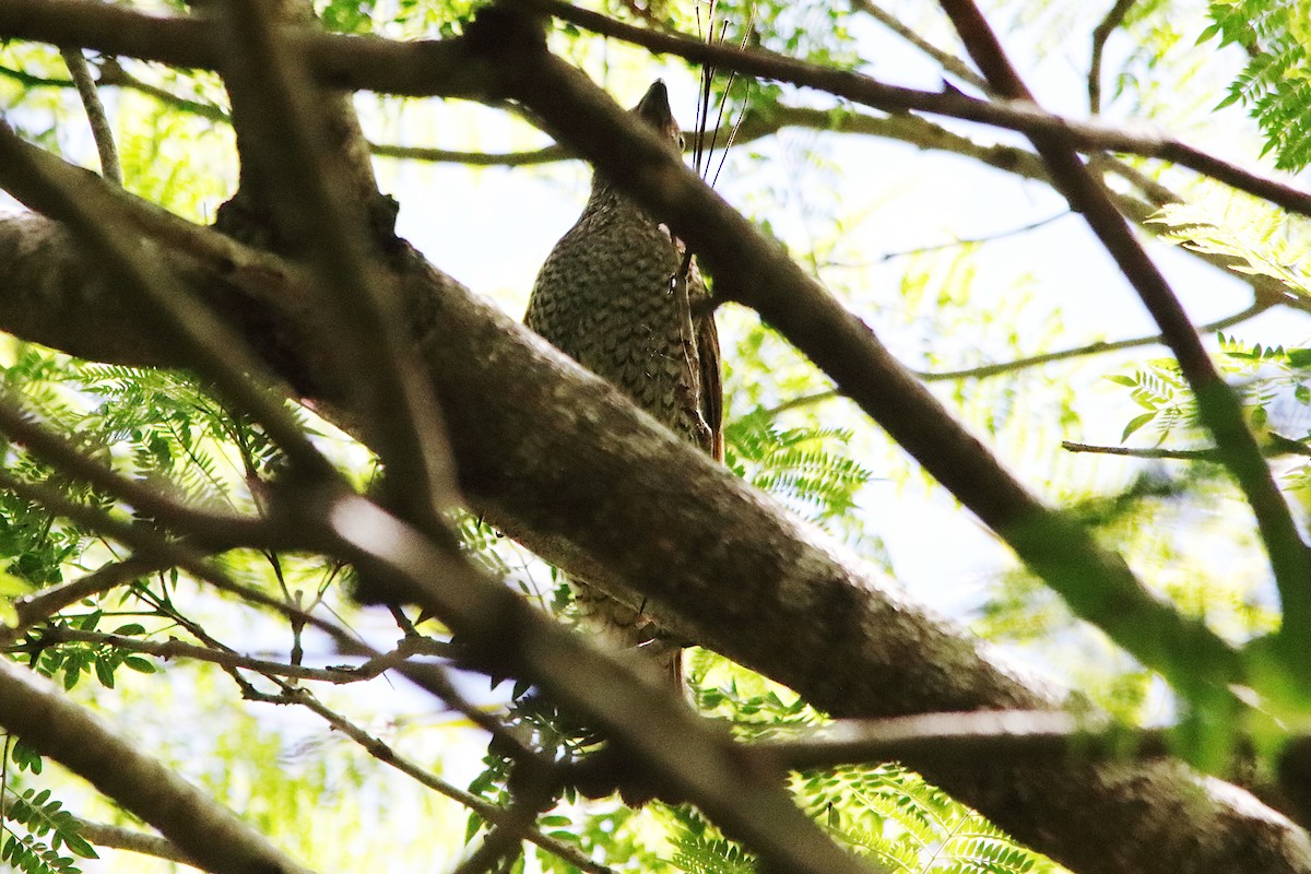 Regent Bowerbird - ML646681029