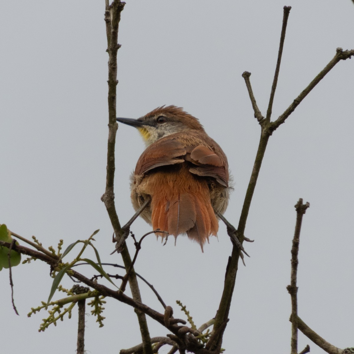 Yellow-chinned Spinetail - ML646681030