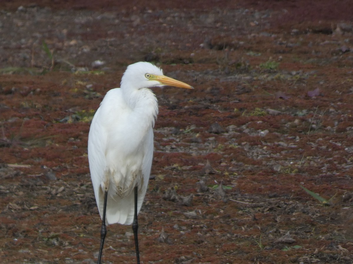 Чапля велика - ML646681031