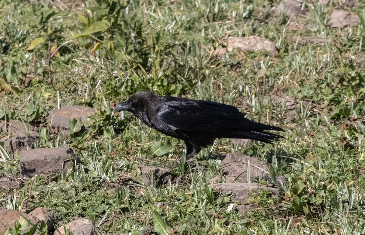 Somali Crow - ML646681036