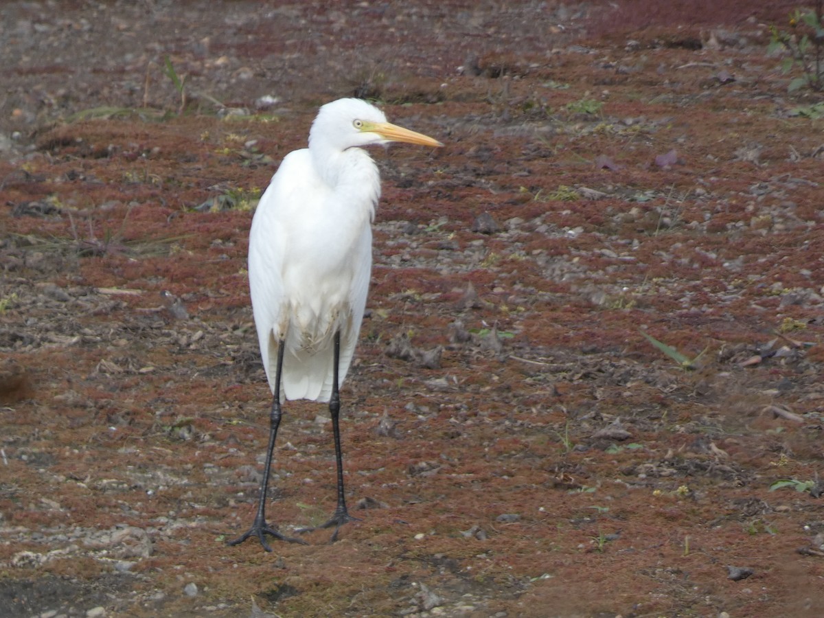 Чапля велика - ML646681037