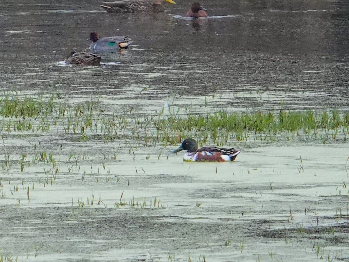 ハシビロガモ - ML646681044