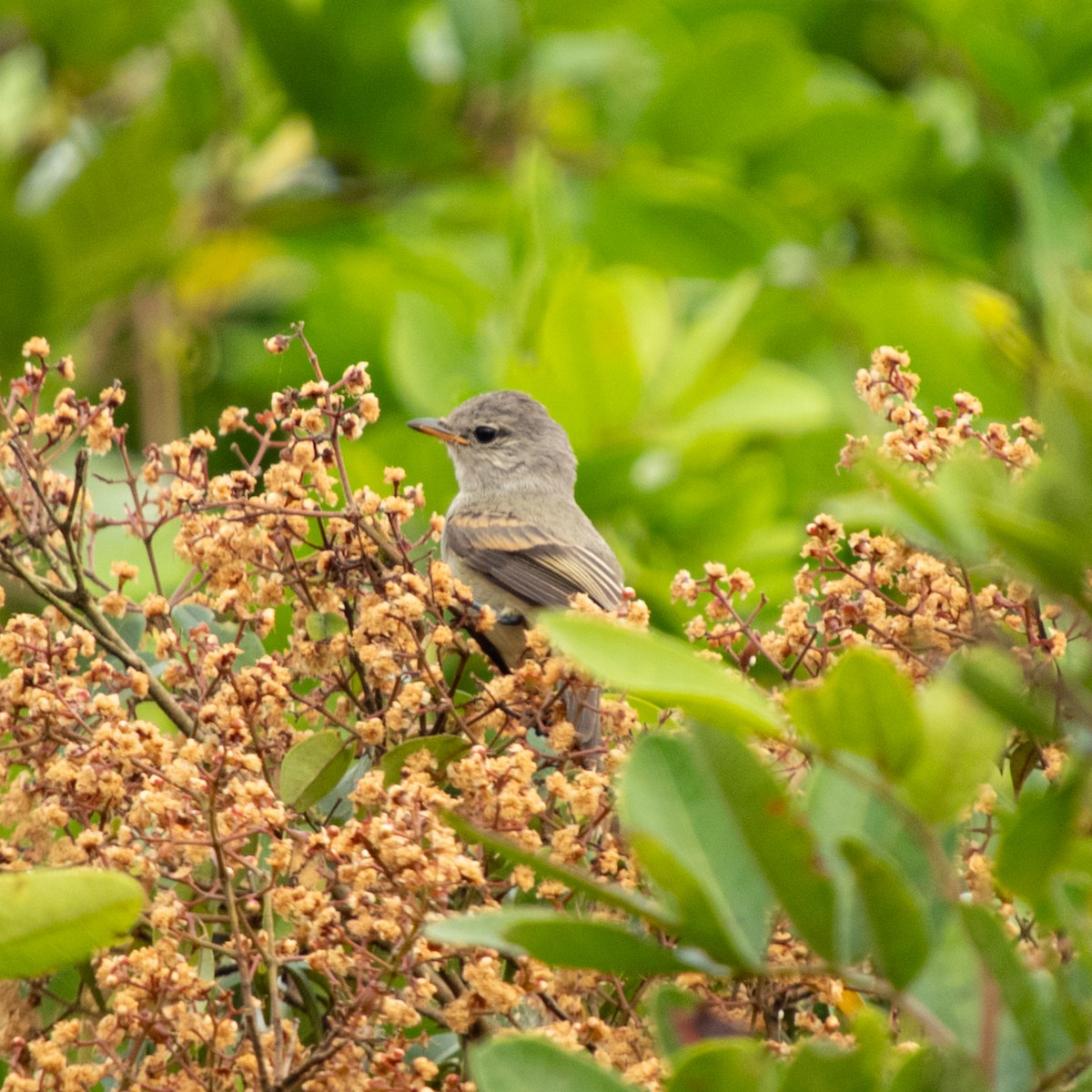 Southern Beardless-Tyrannulet - ML646681046
