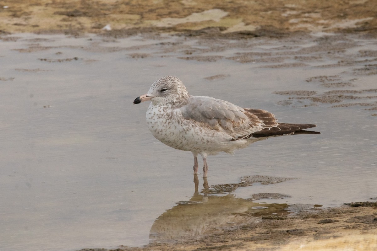 Halkalı Martı - ML646681047