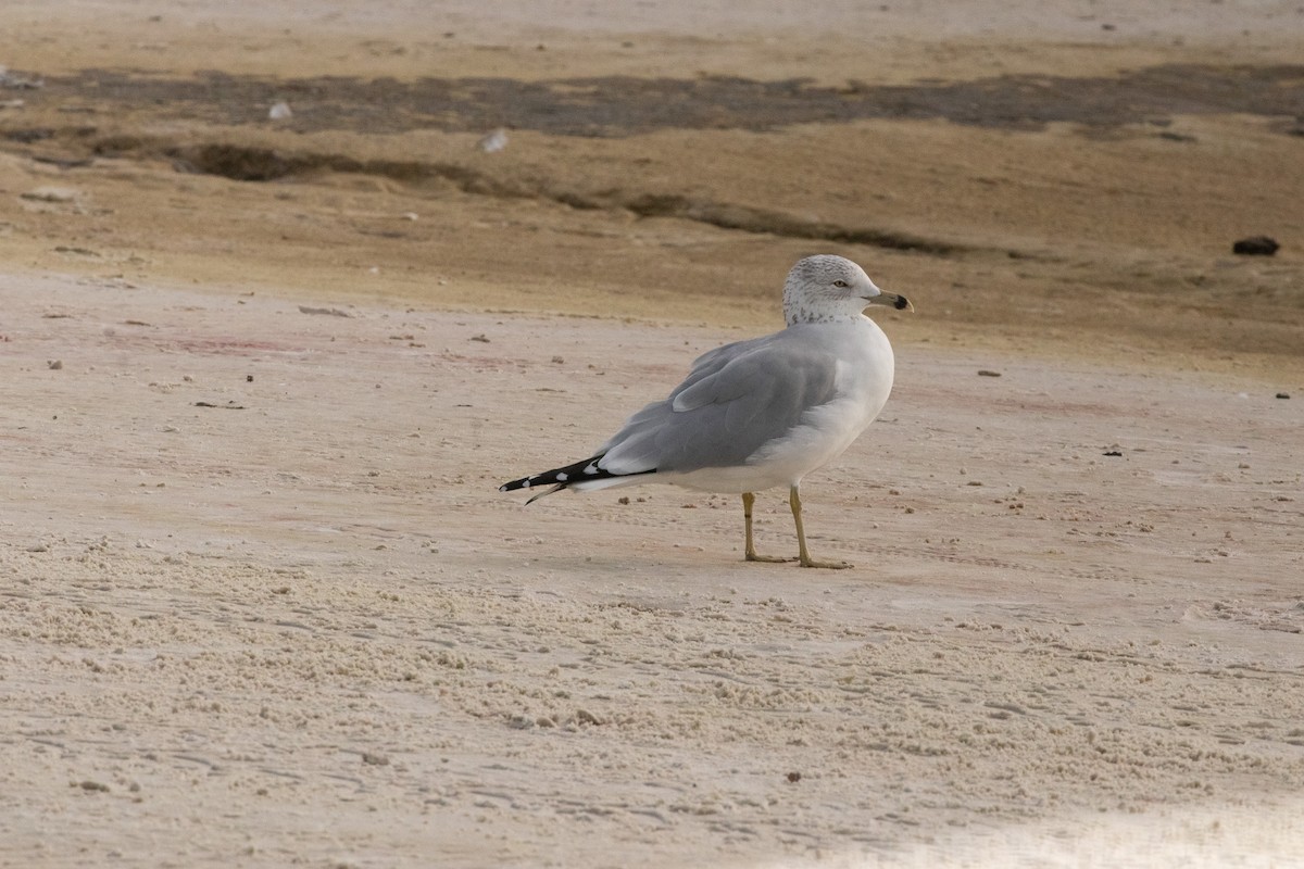 Halkalı Martı - ML646681048