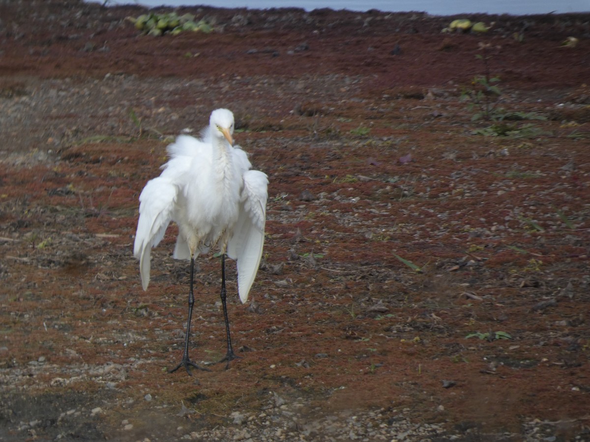 Чапля велика - ML646681049