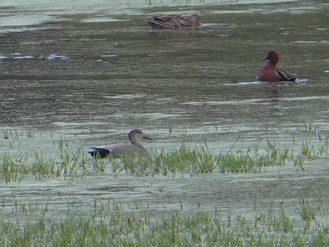 Gadwall - ML646681051