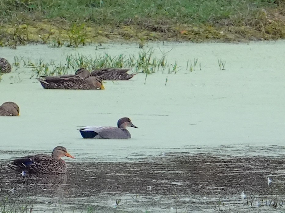 オカヨシガモ - ML646681052