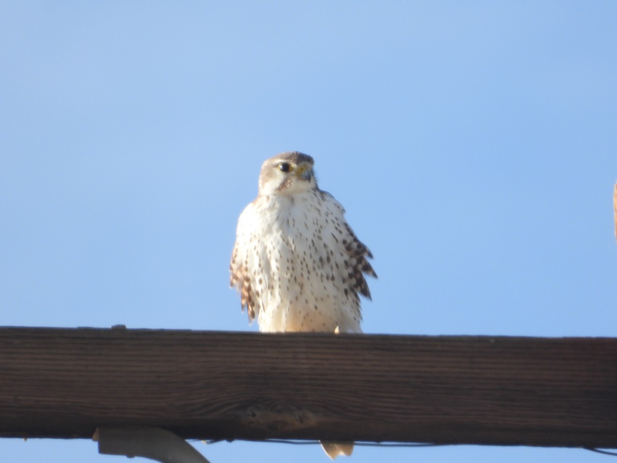 Prairie Falcon - ML646681053
