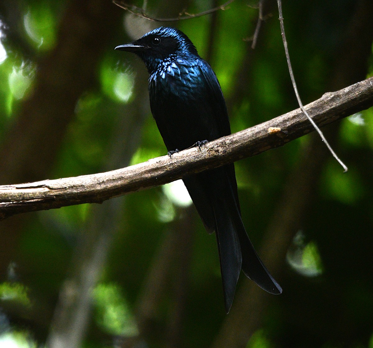 Bronzed Drongo - ML646681054