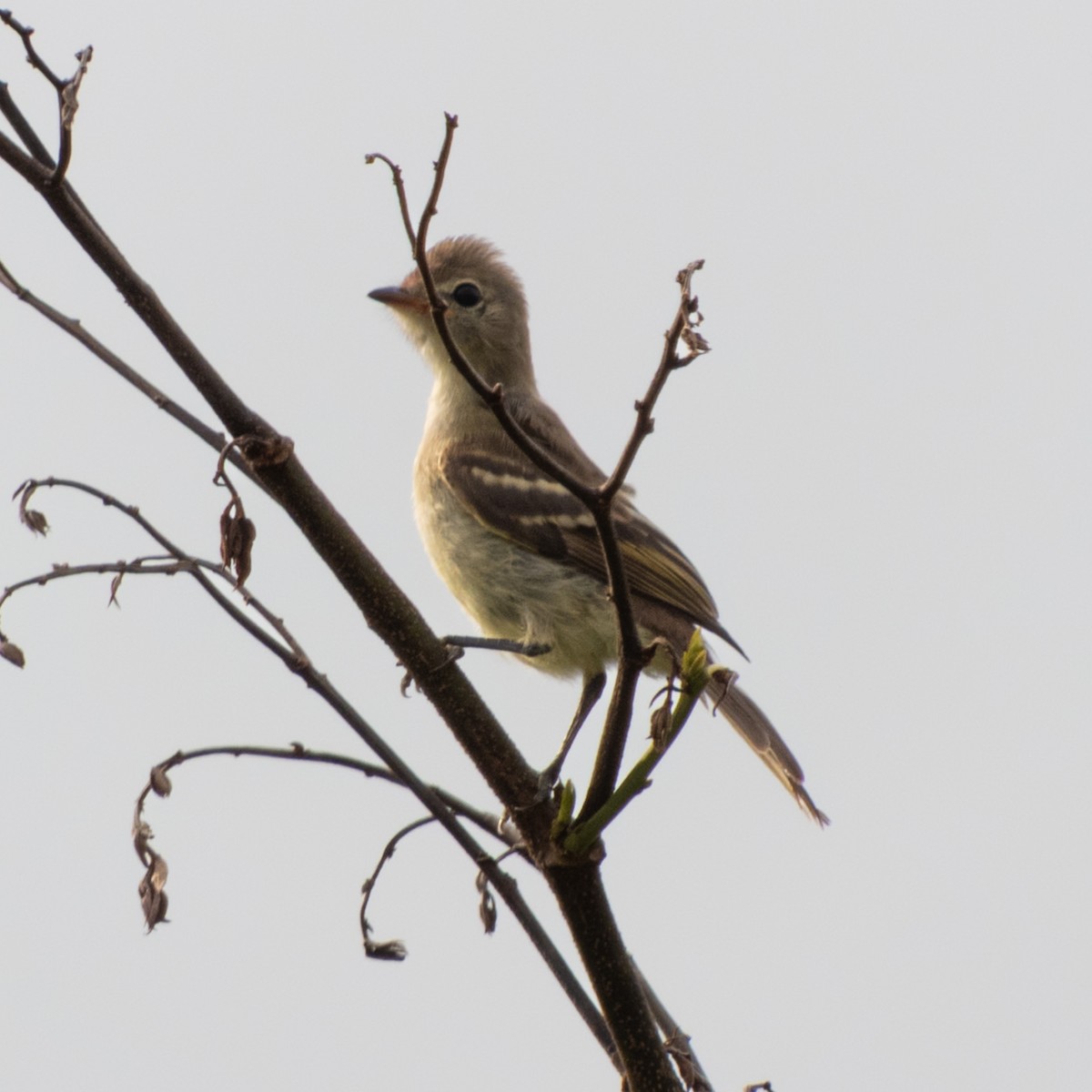 Swainson's Flycatcher - ML646681055