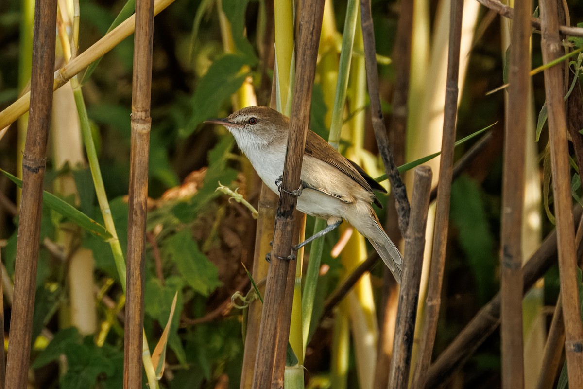 Lesser Swamp Warbler - ML646681056
