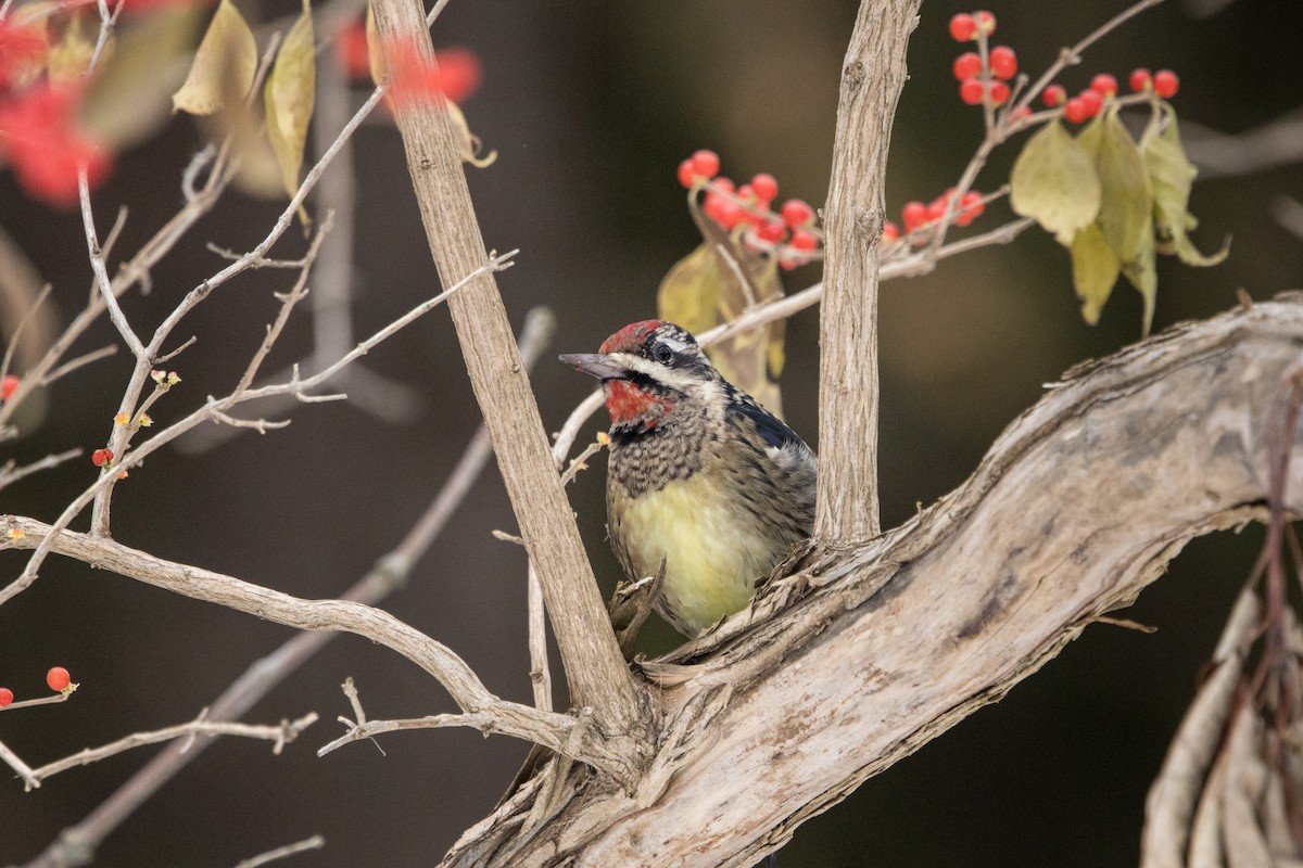 datel rudohrdlý - ML646681057
