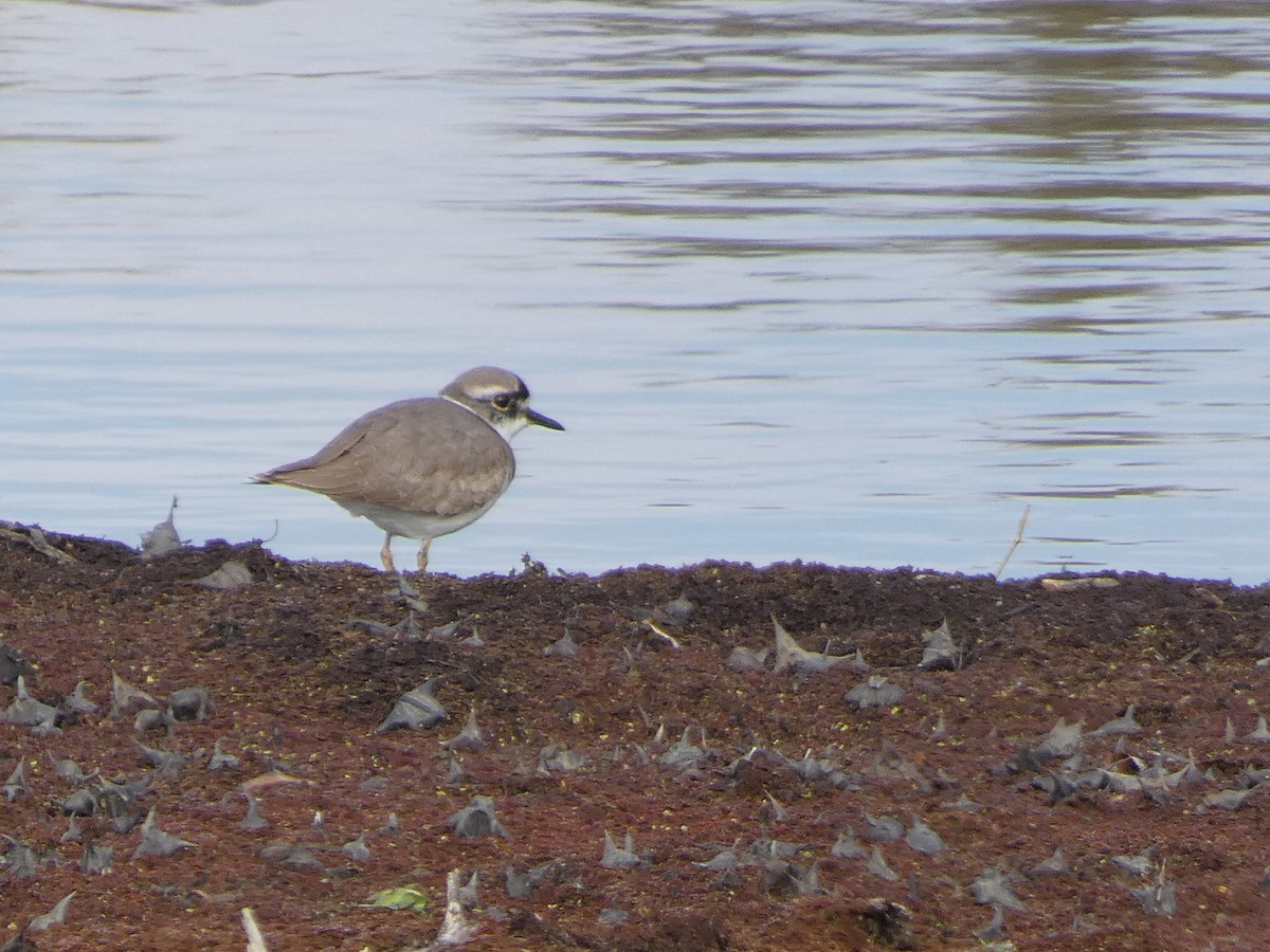 Пісочник усурійський - ML646681058